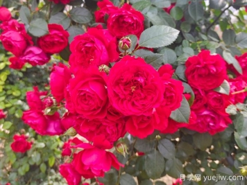 6款红色系的藤本月季品种，适合打造网红花墙