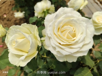 十一朵白玫瑰的花语和寓意