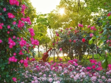 上海前滩休闲公园，月季花海盛景等你赏